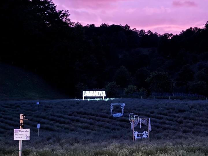 The lavender field at dusk, with the Lavandya sign lit up