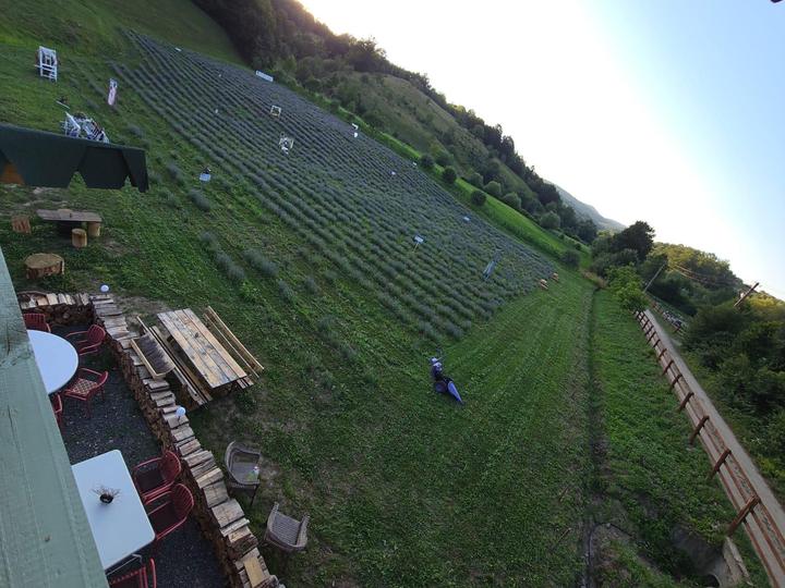 Rows of lavender running down the hillside at sunset